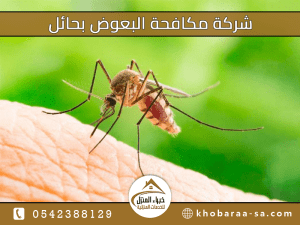 شركة مكافحة البعوض بحائل