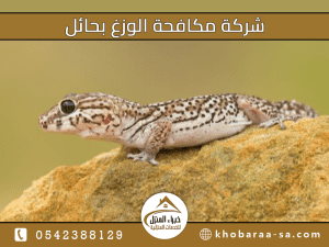 شركة مكافحة الوزغ بحائل