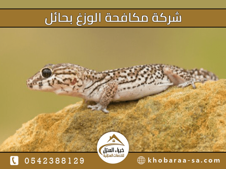 شركة مكافحة الوزغ بحائل