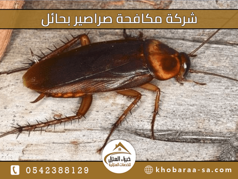 شركة مكافحة صراصير بحائل